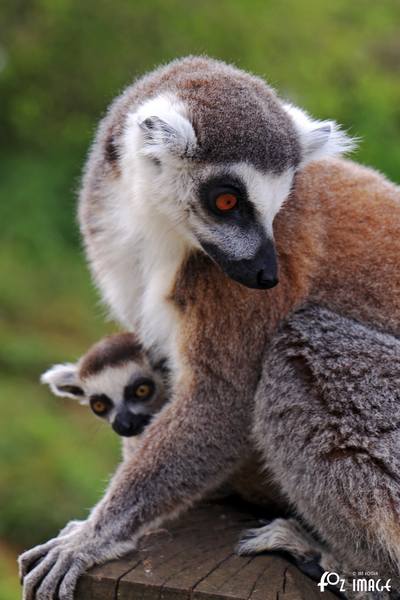 Lemur and baby - © Ian Foster / fozimage 1st May 2015 - Lemur and baby - © Ian Foster / fozimage
