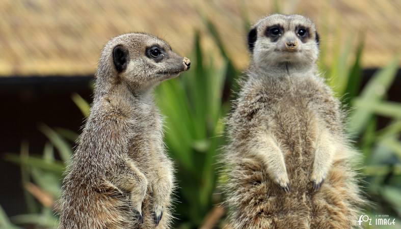 Meerkat - © Ian Foster / fozimage 1st May 2015 - Meerkat - © Ian Foster / fozimage