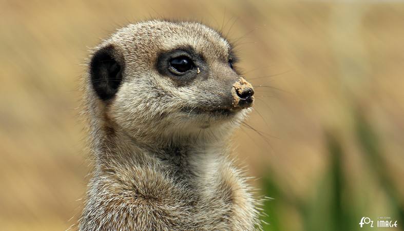 Meerkat - © Ian Foster / fozimage 1st May 2015 - Meerkat - © Ian Foster / fozimage