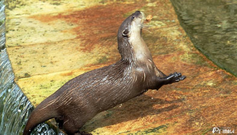 Otters - © Ian Foster / fozimage 1st May 2015 - Otters - © Ian Foster / fozimage