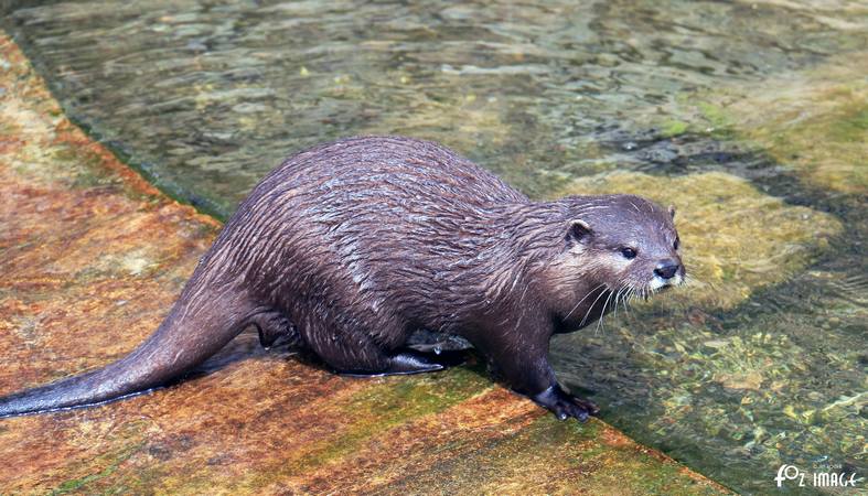 Otters - © Ian Foster / fozimage 1st May 2015 - Otters - © Ian Foster / fozimage