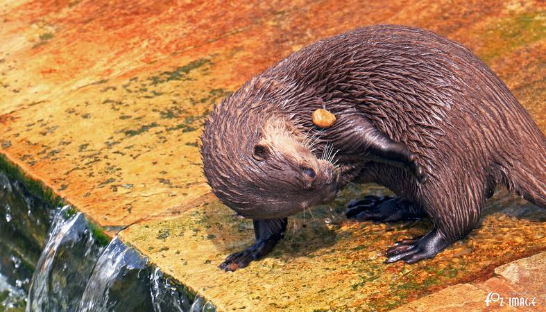 Otters - © Ian Foster / fozimage 1st May 2015 - Otters - © Ian Foster / fozimage