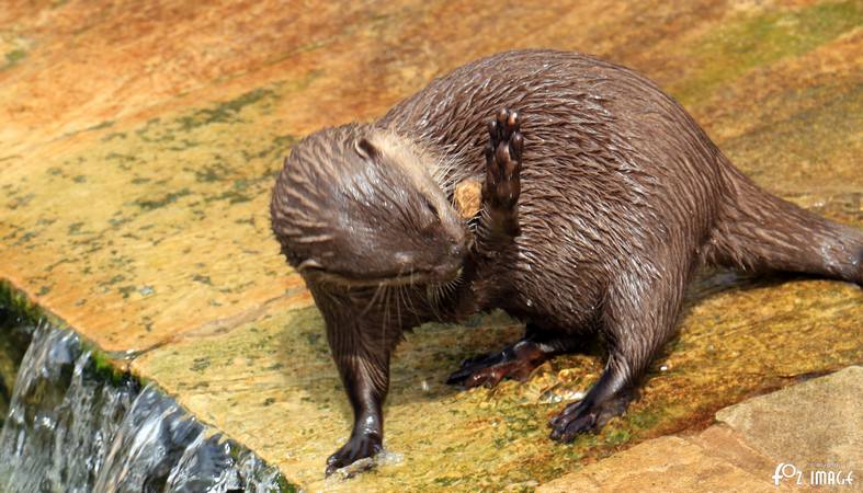 Otters - © Ian Foster / fozimage 1st May 2015 - Otters - © Ian Foster / fozimage