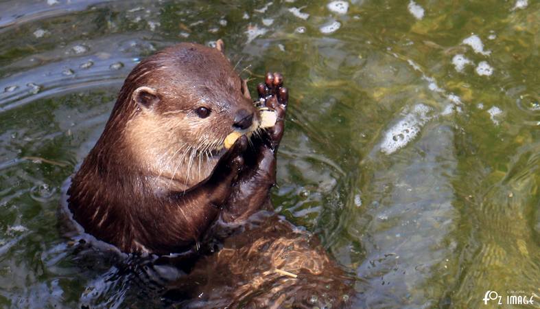 Otters - © Ian Foster / fozimage 1st May 2015 - Otters - © Ian Foster / fozimage