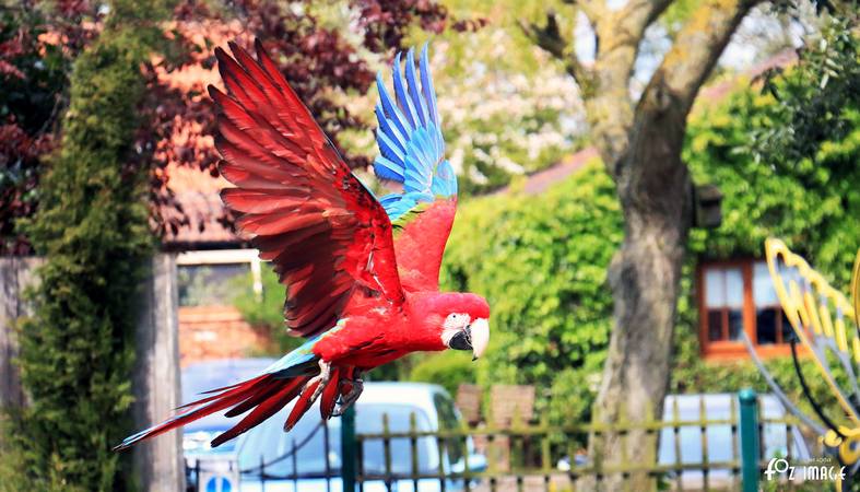 Parrots - © Ian Foster / fozimage 1st May 2015 - Parrots - © Ian Foster / fozimage