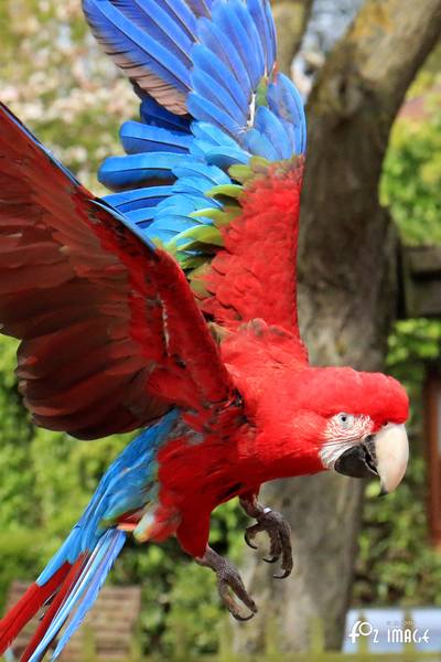 Parrots - © Ian Foster / fozimage 1st May 2015 - Parrots - © Ian Foster / fozimage