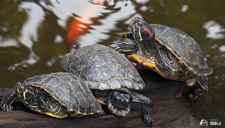 Terapins - © Ian Foster / fozimage 1st May 2015 - Terapins - © Ian Foster / fozimage