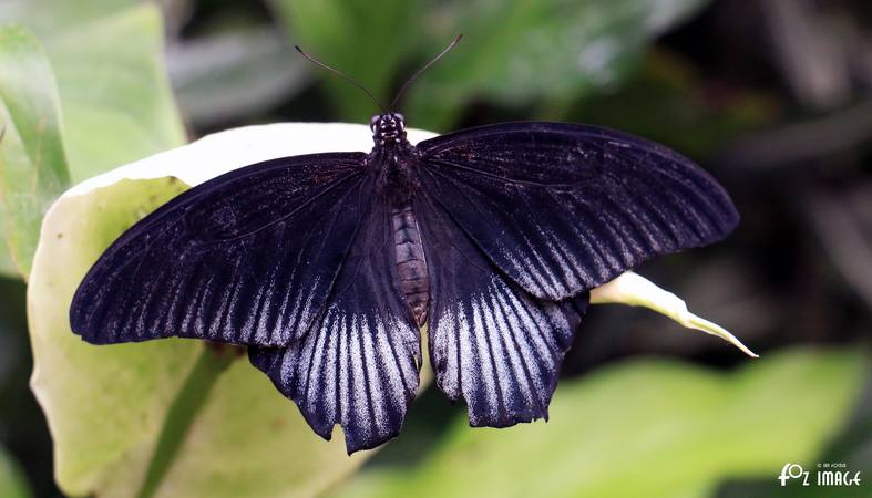 Butterfly - © Ian Foster / fozimage 1st May 2015 - Butterfly - © Ian Foster / fozimage